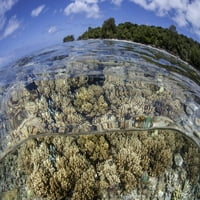 Меките корали растат върху плитък риф на ръба на бариерен риф на Палау. Тази микронезийска дестинация е популярна сред водолазите и шноркерите поради грандиозния си печат на плакатите на коралови рифове