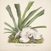 Колекция D'Orchide c. Pescatorea Wallisi Poster Print от неизвестно