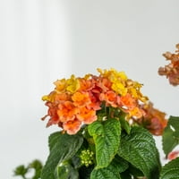 Прасковено сияние малко Лъки Лантана многогодишно със сьомга-розови до жълти цъфтящи клъстери - пълно слънце живо външно растение