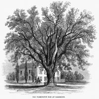 Дървото на Вашингтонския бряст. Nwashington Elm Tree в Кеймбридж, Масачузетс. Гравиране на дърво, американска, 1862. Плакат печат от