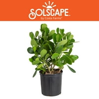 Солскейп от Коста Фармс На открито зелено растение Клузия в 2гр. Саксия