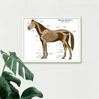 Скелетна система от конете ветеринарна анатомия Диаграма Конни кости на животни Илюстрация Арт печат в рамка на плаката декор за стена