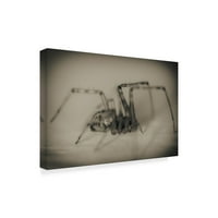 Търговска марка изобразително изкуство 'паяк 2' платно изкуство от Пикси снимки