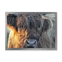 Дизайнарт 'близък план на шотландска крава на Мавърланд' Ферма рамка Арт Принт