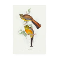 Търговски марки изобразително изкуство' тропически Трогони шести ' платно изкуство от Джон Гулд