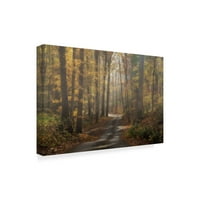 Платно изкуство на търговска марка „Foggy Forest Path“ от Galloimages онлайн