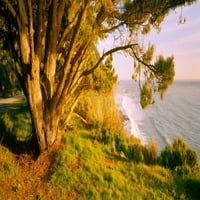 Дърво на брега, Биг Сур, Калифорния, САЩ за печат на плакат