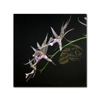 Търговска марка изобразително изкуство Паяк орхидея и око на бухал платно изкуство от Курт Шафър