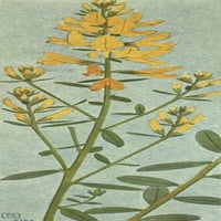 Alpine Flora Genista Tinctoria Poster Print от Philippe Robert