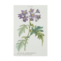 Изящно изкуство на търговска марка „Solanum Quercifolium 'Canvas Art от италианското училище