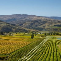 Лозето на Felton Road, есента, Bannockburn, Central Otago, South Island, Нова Зеландия Плакат за плакат от Дейвид Уол