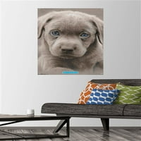 Кийт Кимбърлин - Puppy - Blue Eyes Tall Poster с бутални щифтове, 22.375 34
