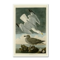 Търговска марка изобразително изкуство 'херинга гълъб 291' платно изкуство от Одюбон